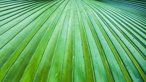 Full frame shot of palm leaves