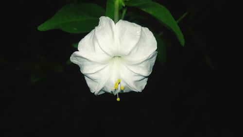 Close-up of white rose against black background