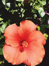 Close-up of hibiscus blooming outdoors