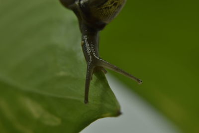 Close-up of insect on leaf