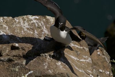 View of bird perching on rock