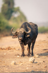 Buffalo standing on field