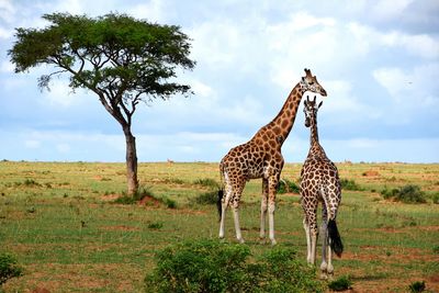 Giraffes standing on field at murchison falls national park