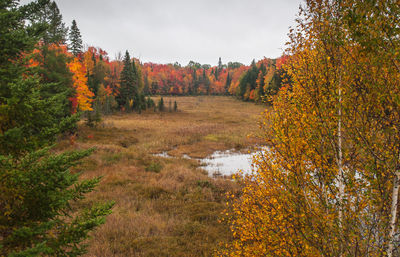 Scenic view of street amidst trees during autumn