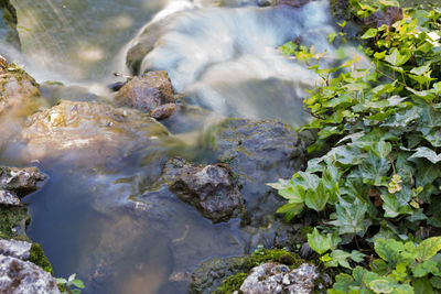 High angle view of lizard on rock in river