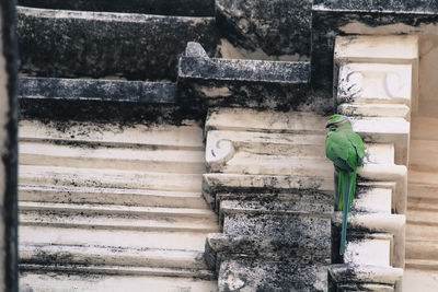 Bird perching on stone wall