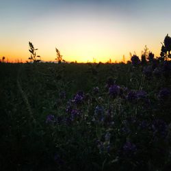 Plants growing on field against sky during sunset