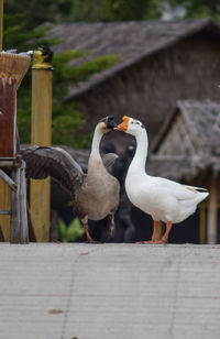 Close-up of birds perching on wood
