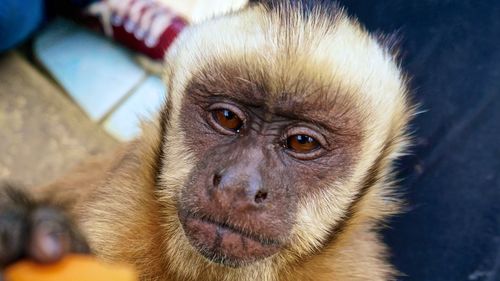 Close-up of young monkey