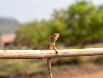 Close-up of bird perching on wooden fence