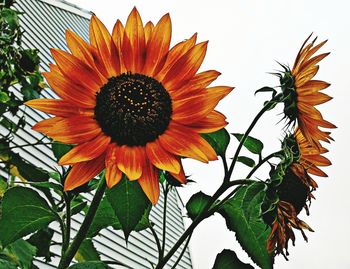 Close-up of sunflower against orange sky