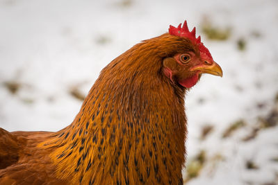 Close-up of a bird