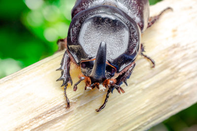 High angle view of butterfly on wood