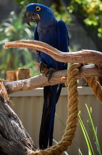 View of parrot perching on tree