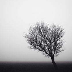 Bare trees against sky