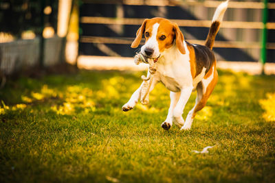 Happy beagle dog in backyard runs and hops jocularly with the toy towards camera. pets in garden.