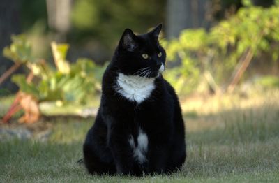 Black cat