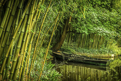 Bamboo trees in the forest