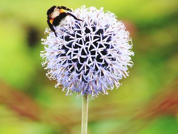 Close-up of bee on flower