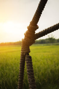 Close-up of crops on field against sky