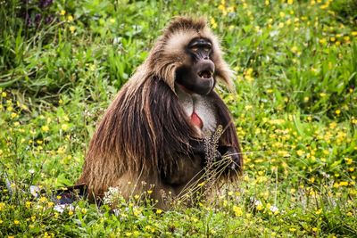 Monkey sitting in a field