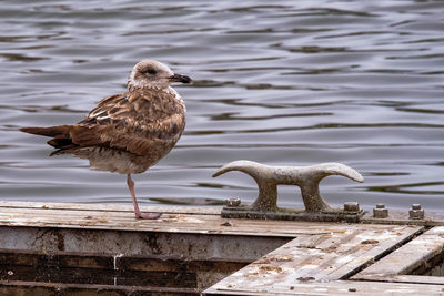 Seagull perching on a lake