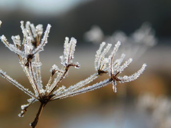 Close-up of frozen plant