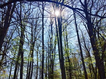 Low angle view of bare trees against sky