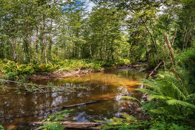 View of waterfall in forest