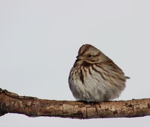 Low angle view of bird perching on wood against clear sky