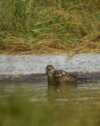 View of duck swimming in lake