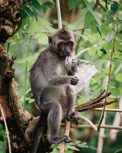 Portrait of monkey sitting on tree