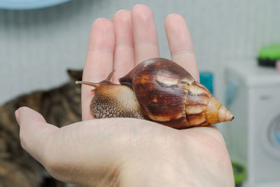 House snail achatina sits in the palm of your hand