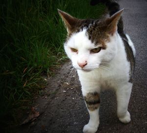 Close-up of cat sitting outdoors