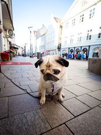 Portrait of dog in city against sky