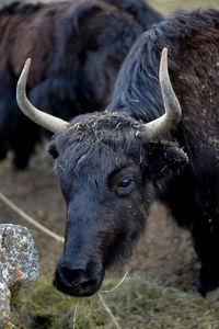 Close-up of a horse