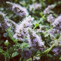 Close-up of white flowering plant on field