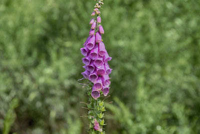 Close-up of purple flowering plant