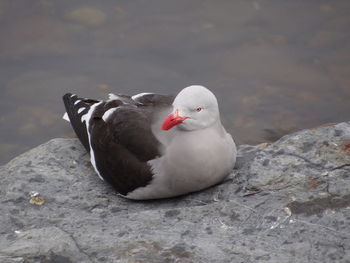 High angle view of duck on rock