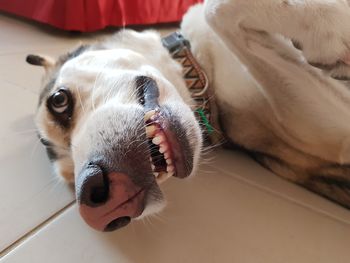 Close-up portrait of dog lying on tiled floor at home