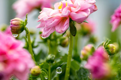 Close-up of pink flowering plant