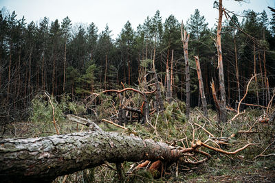 Fallen tree in forest