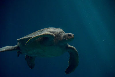 Turtle swimming in sea