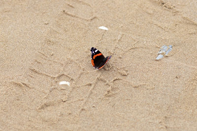 sand