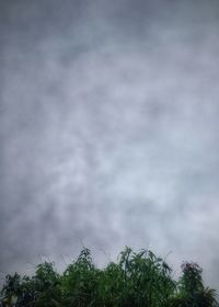 Close-up of plants against cloudy sky