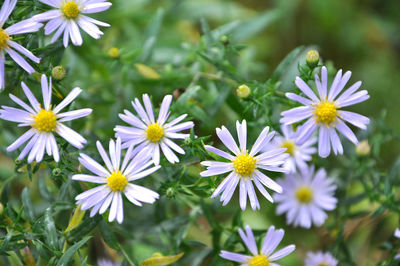 Close-up of purple flowering plants on field