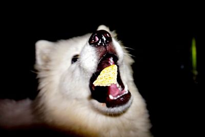 Close-up of dog yawning