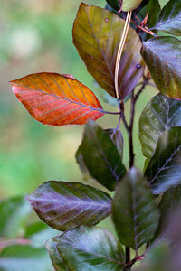 Close-up of flowering plant during autumn