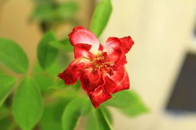 Close-up of red rose flower