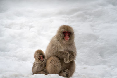 Monkey sitting on snow